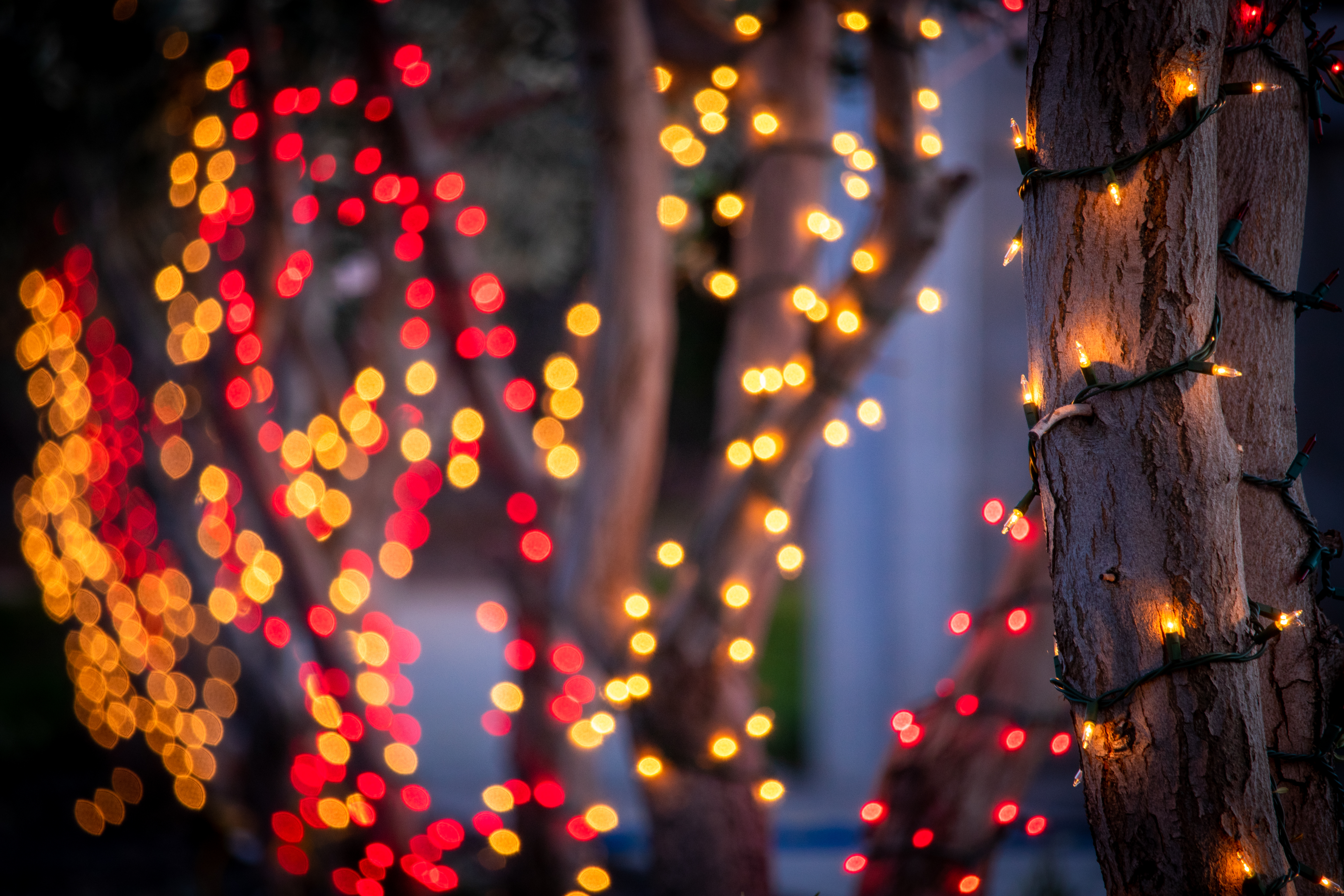 Holiday lights on Cal Maritime's campus.