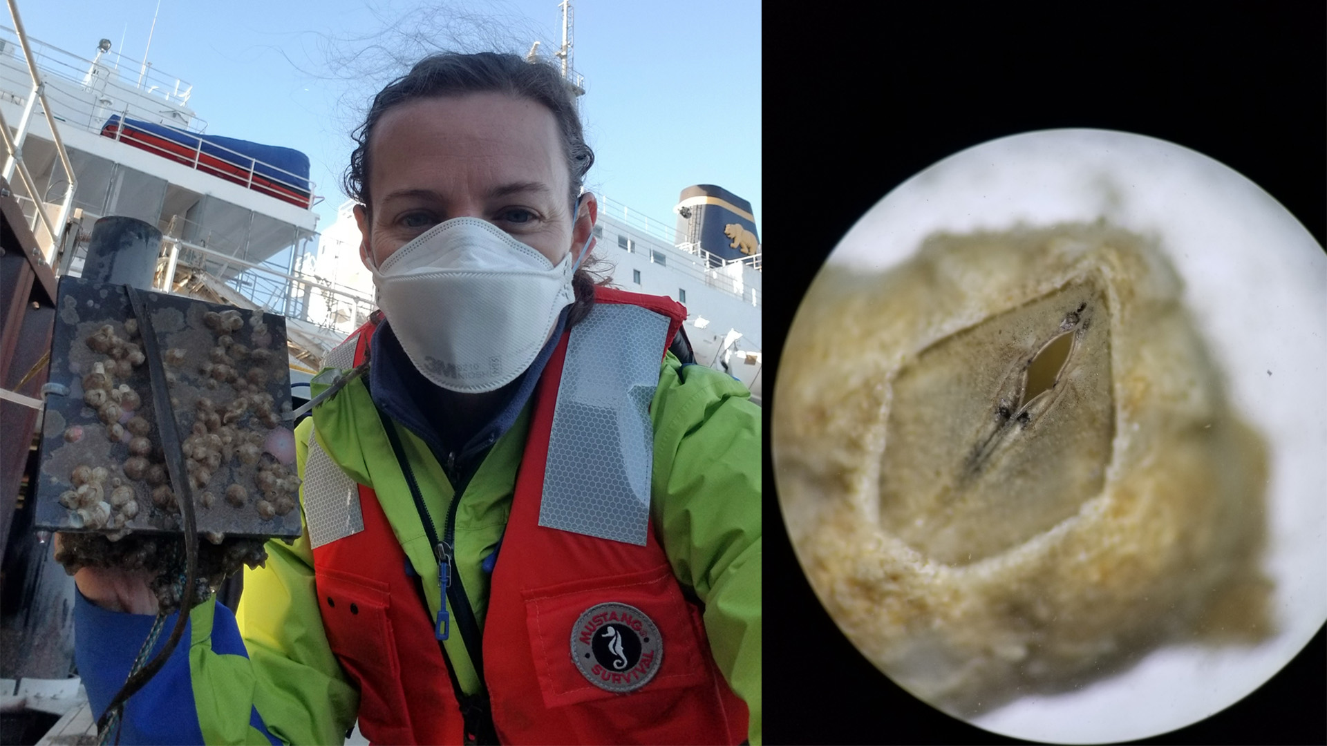 Jenny Murphy and close up of barnacle