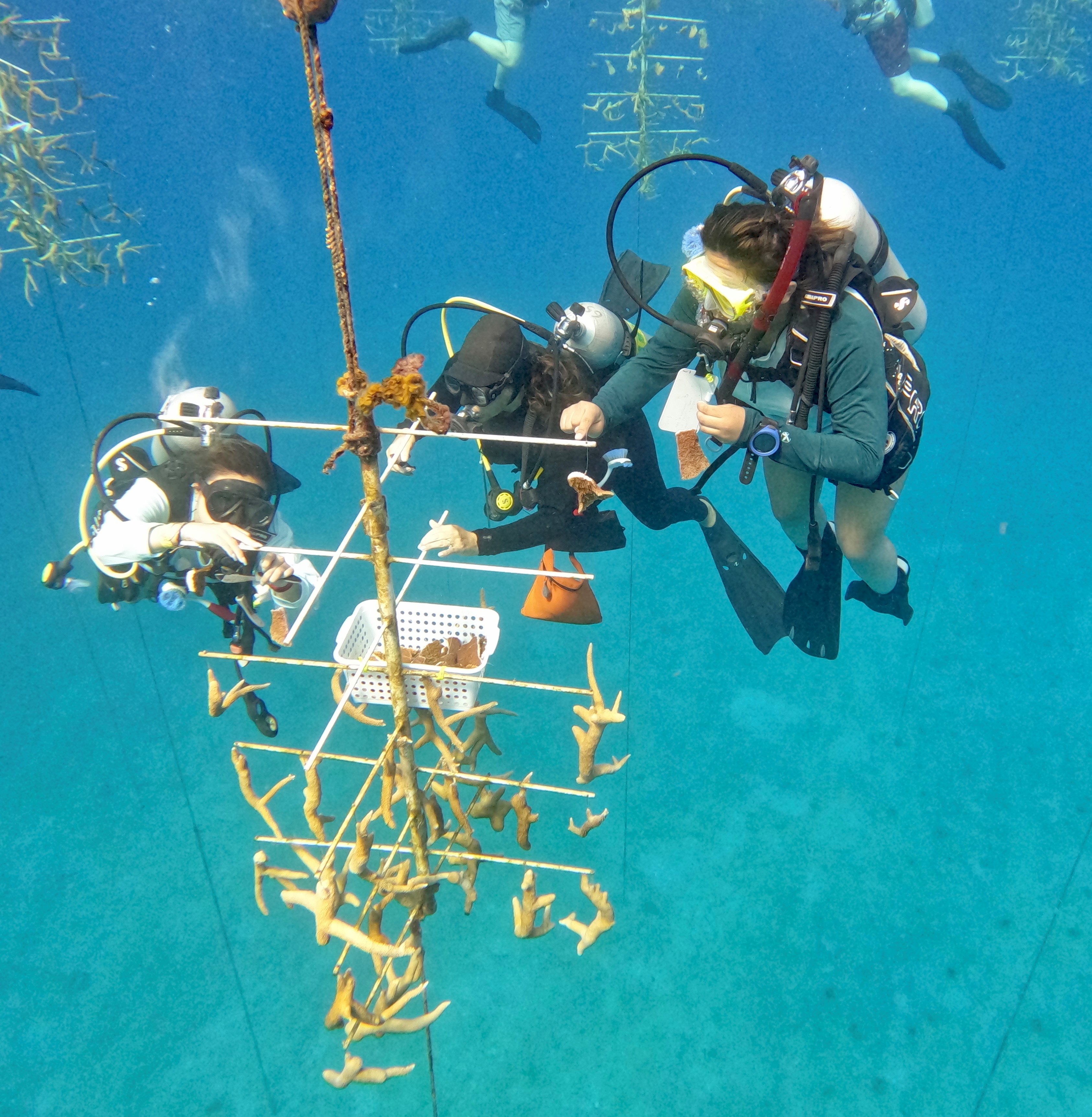 Working at the coral nursery.  Small pieces of genetically diverse corals will spend several months suspended from PVC trees and grow before being outplanted back onto the reef.