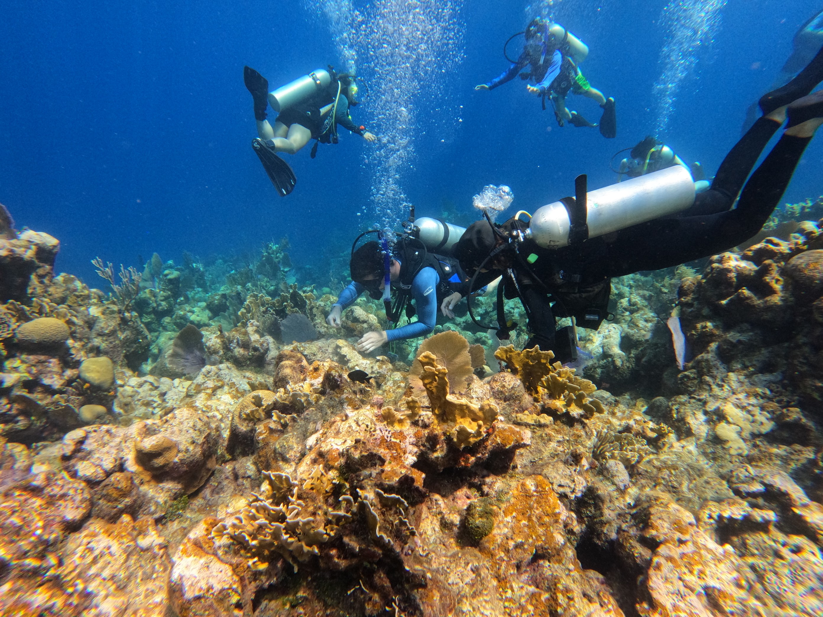 A Deeper Dive: Rising Temperatures and Research in Roatan