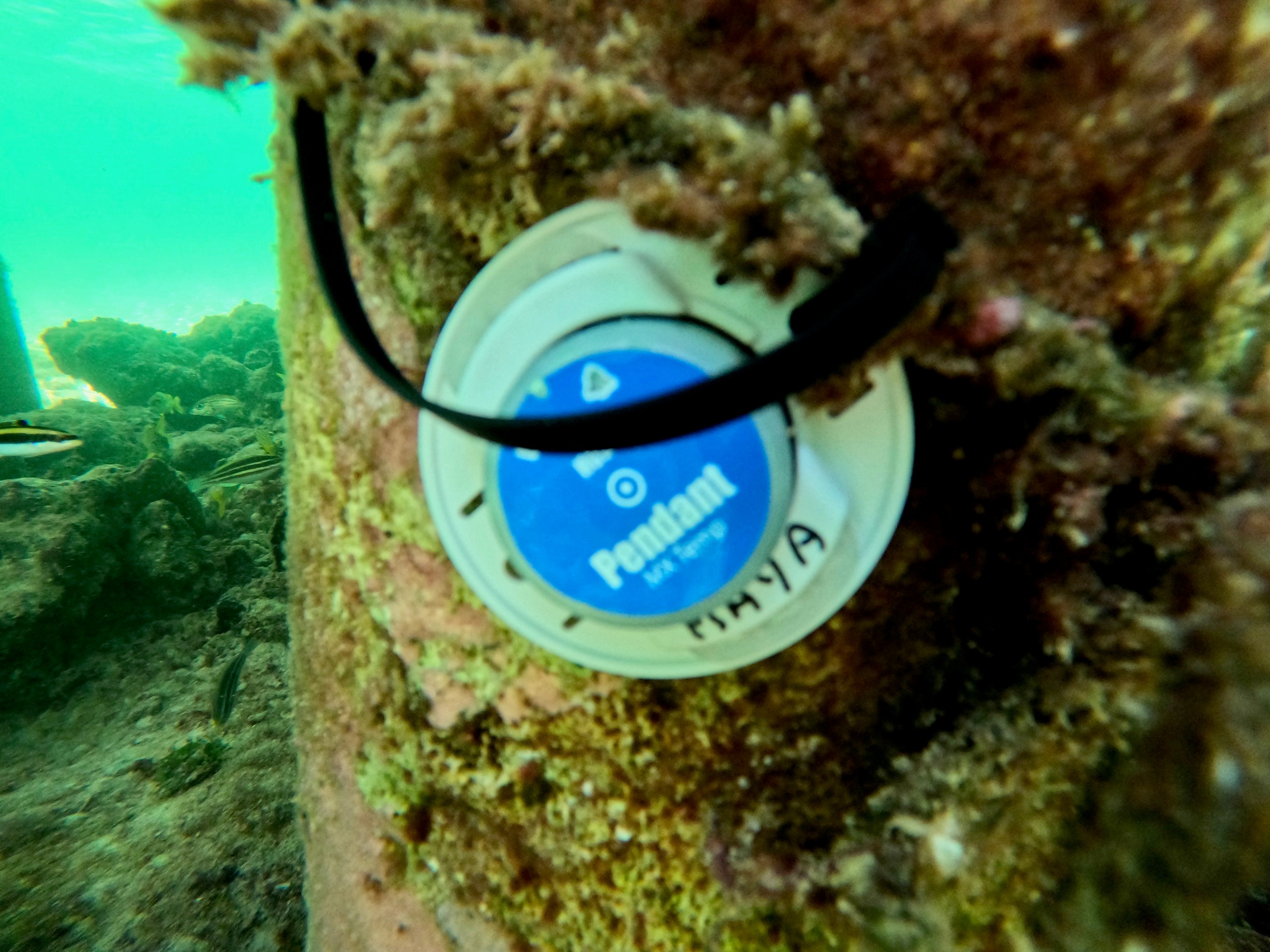 Temperature sensors were placed at several locations in Roatan and will monitor water temperature over the course of the year.