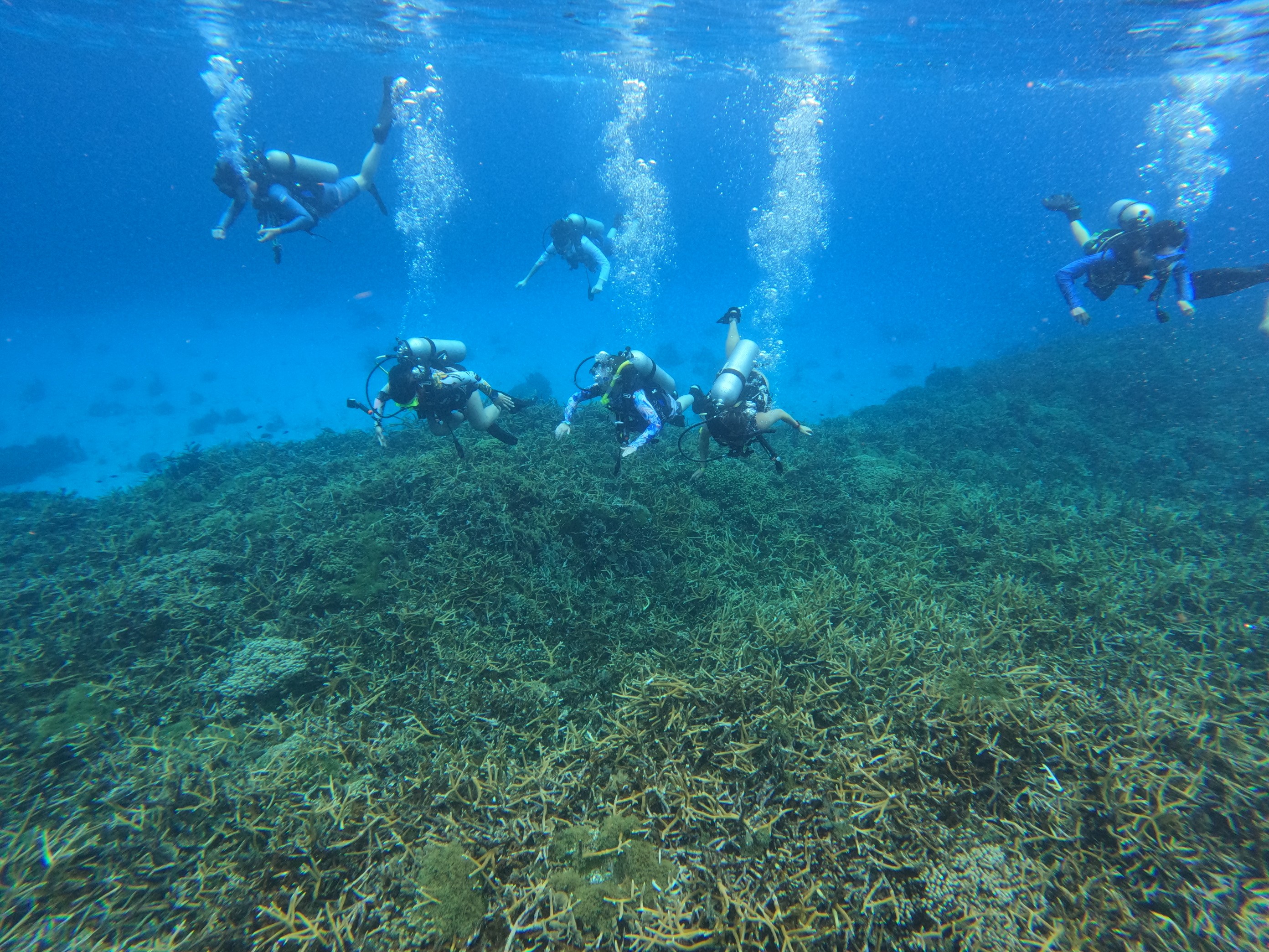 Cal Maritime oceanography cadets scuba diving at Smith Bank, Roatan, Honduras.