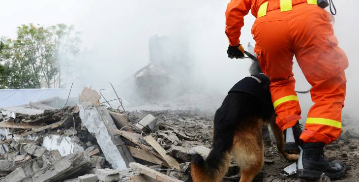 Dog with person in debris
