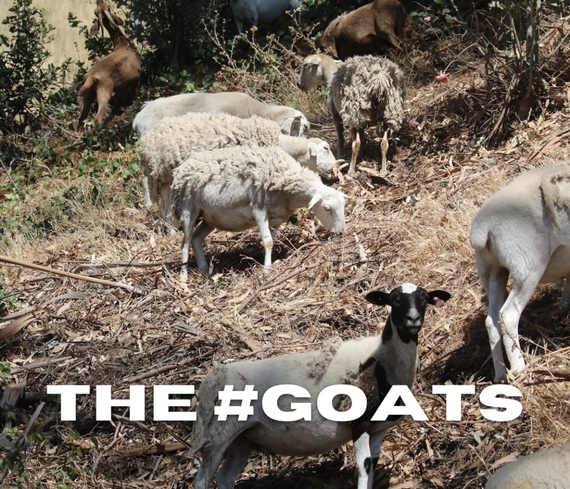 Goats at Cal Maritime
