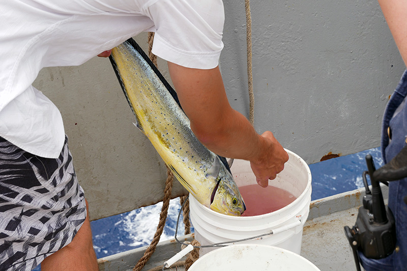 Fish getting put in bucket